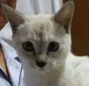 千雪