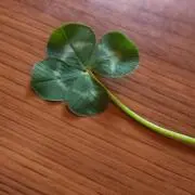 ☘️クローバー☘️プロフィール参照☘️の画像