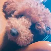 きのこ