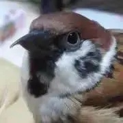 はしの画像