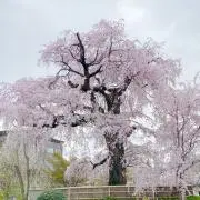むかみ　☆即購入OK☆の画像