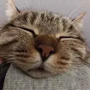 くま