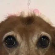 父ちゃんの画像