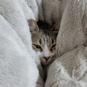 みかんの画像
