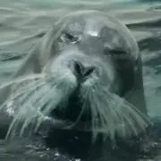 ともの画像