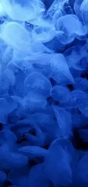 海月.*・゜の画像