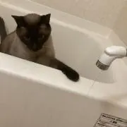 野良猫の画像