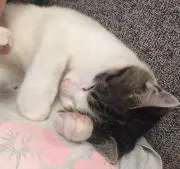 にゃんすけ