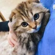 あん(即購入OK)の画像