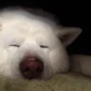はやたすこうの画像