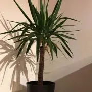 おた