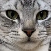 ジャック