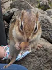 syunの画像