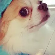 ぴちゃん