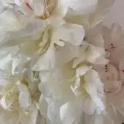 _white_の画像