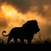 Lionの画像