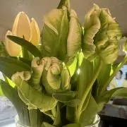 geeko☆の画像