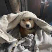 こじろう