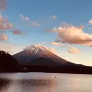 タクの画像