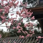 フロプシーの画像
