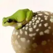 komaの画像