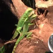 そらそら
