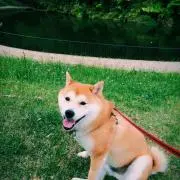 izumiの画像