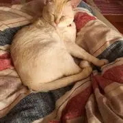 tomoの画像
