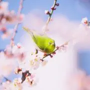 Tの画像