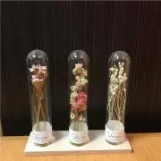 ももかの画像