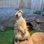 Tuiの画像