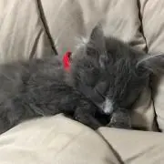 しぃぽん