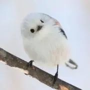 しーちゃん