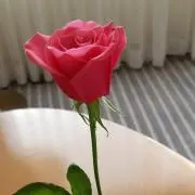 マダマの画像