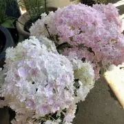 mchanの画像
