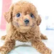 れくの画像