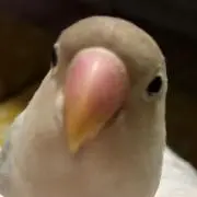 sgdksぶーぶー