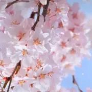 SAKURAの画像