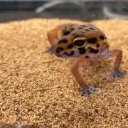 ピッピ