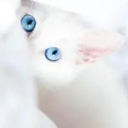叶