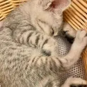 gyの画像