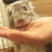 ちぃちゃんの画像