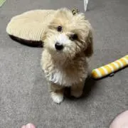 こんの画像