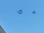 コノハナの画像