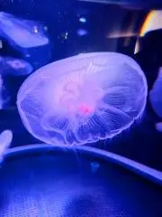 日ノ原の画像