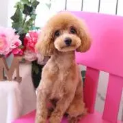 ココ0905の画像