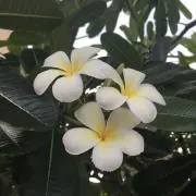 かのママの画像