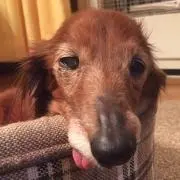 ひめまま