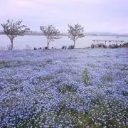 Ryinの画像