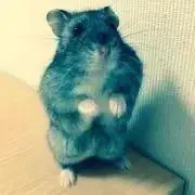 のりたまライス（プロフ必読お願いします）の画像